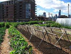 Urban Farming in Chicago